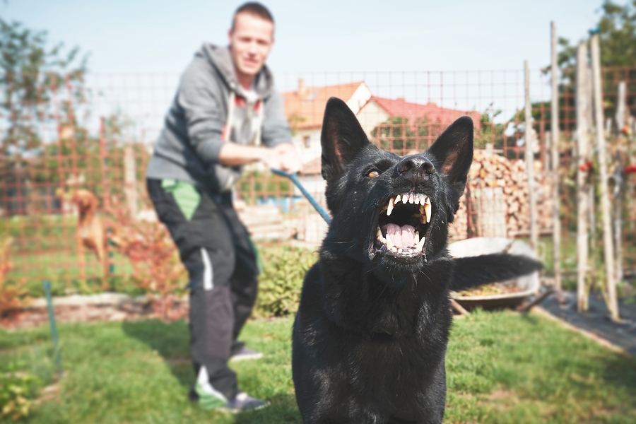 Who’s Responsible When Wild Animals Attack?