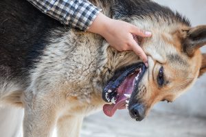 Why Do Dogs Bite?