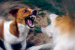 4 Reasons A Dog May Bite