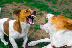 Florida’s Dangerous Dog Statute