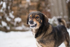 Dog Attacks Aren’t Random Or Unpredictable