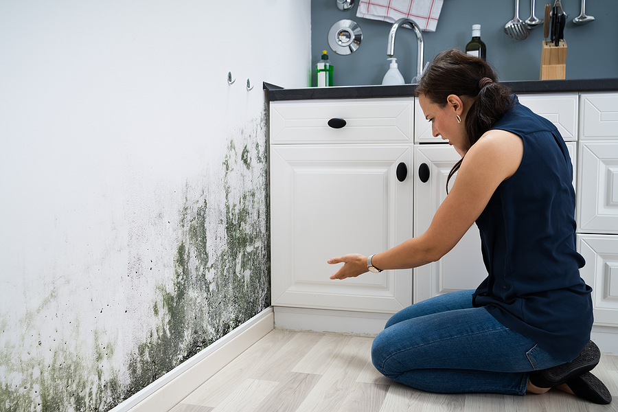 Toxic Mold And You