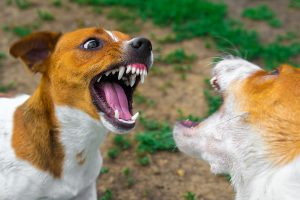 Dog Bites/Attacks Are Serious Matters In Florida