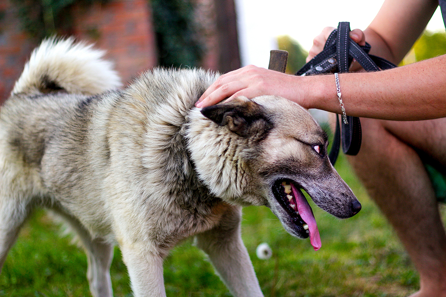 A Closer Look At Dog Bite Liability